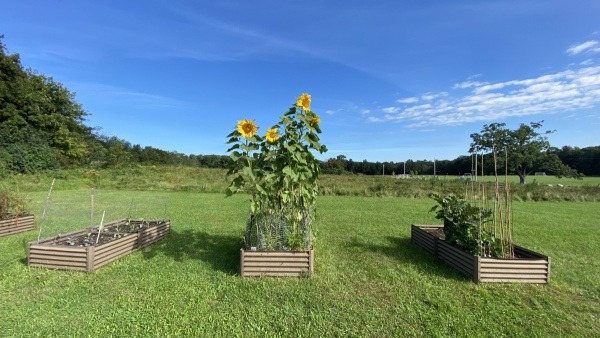 Tall sunflowers surrounded by garden beds