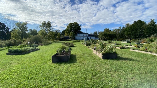 Metal beds and cedar raised garden beds together