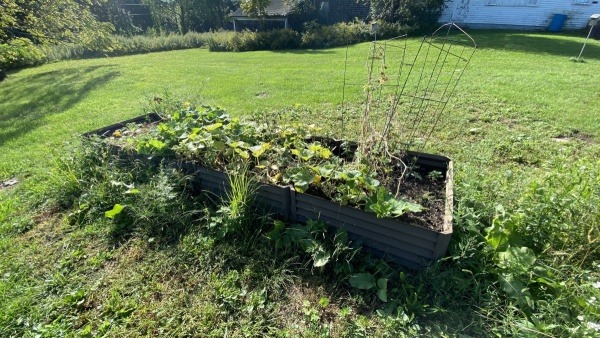 Long metal garden bed with organic squash