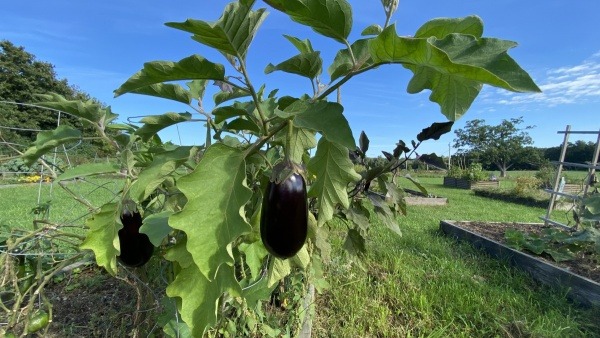 Beautiful organic eggplants ready for harvesting