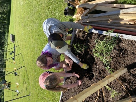 Three youth planting a tomato plant. 