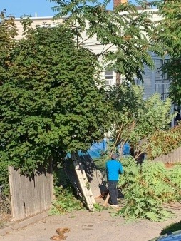 Dave begins pre-construction work by removing invasive tree per landscape architect