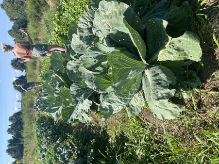 our farm director and our co-founder stand off to the distance behind a huge cabbage in rows of produce, harvesting and weeding in the summer of 2024