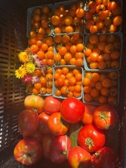 looking down into a basket of varying size tomatoes, ranging from rich golden orange to cherry reds in little green pint containers, and to the left are a handful of small yellow flowers 