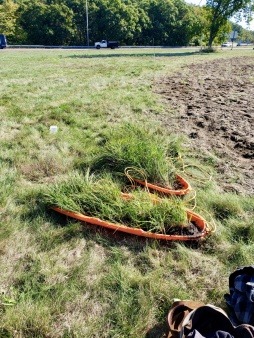 community native plants meadow habitat little bluestem grass plants Blackburn Circle Gloucester
