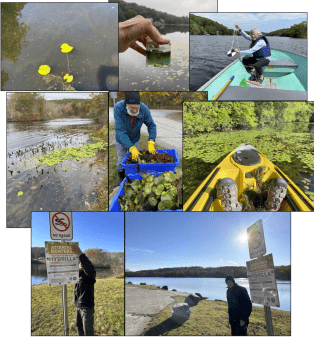 LHVA members caring for the health of Long and Bush Ponds waters 