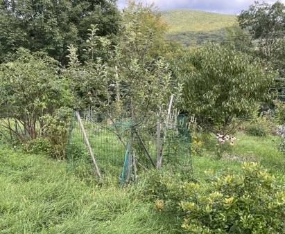 Lower Orchard Late Summer 2023