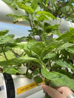 hydroponic farming with wastewater