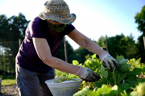 Nancy harvesting some veggies at one of the Giving Gardens