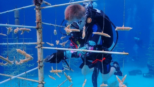 High School Senior from New Haven works on Reef tree 