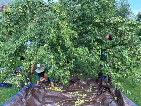 Pear Harvest