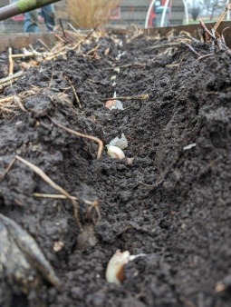 Planting Garlic 2023 Dec
