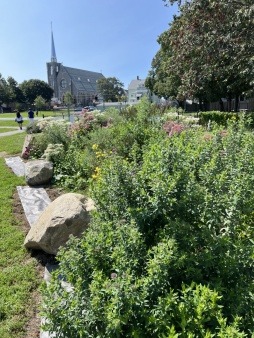 educational native plants meadow habitat Burnhams Field Park Gloucester