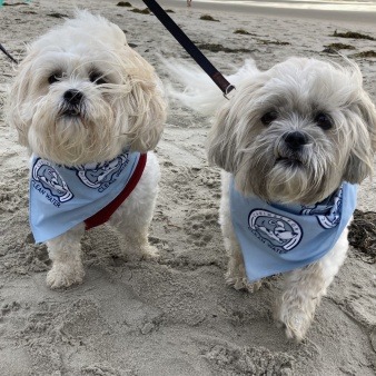 Dogs show off their Canines for Clean Water bandanas