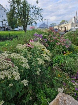 educational native plants meadow habitat at Burnhams Field Park Gloucester