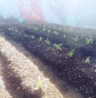 Here is a picture from March, 2021 of our spring community garden which we have 6 different youth who are taking turns in caring for the garden and who have taken initiative to keep the project going.