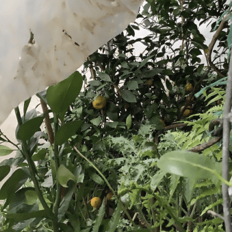 Layering Greenhouse Plastic to keep Citrus Trees Safer December 2022