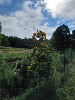 Sunflowers in the Garden Sunflowers growing 10 feet tall on a sunny day with Paij's Garden in the background behind a metal fence.