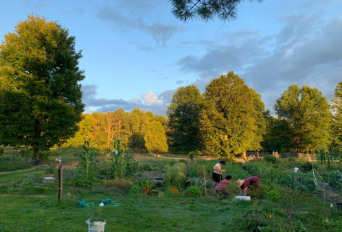 Evening Harvest at Paij's Garden In the mid-right of the picture, three garden members harvest greens as the sun sets. The garden is shaded but the treeline behind it is lit up in golden hours. To the left if a spigot and some watering cans. The garden itself takes up much of the middle ground of the photo. 15 beds or so can be seen filled with a variety of crops and polycultures.
