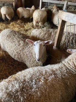 Tunis Sheep at Slough farm on Martha's Vineyard