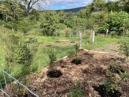 Upper Orchard from Blueberries