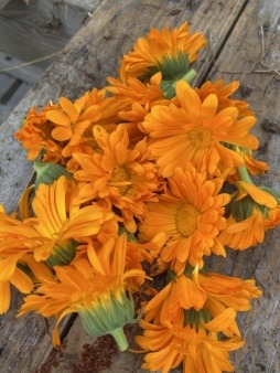 wastewater, calendula flowers