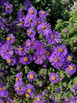 asters educational native plants meadow habitat Burnhams Field Park Gloucester
